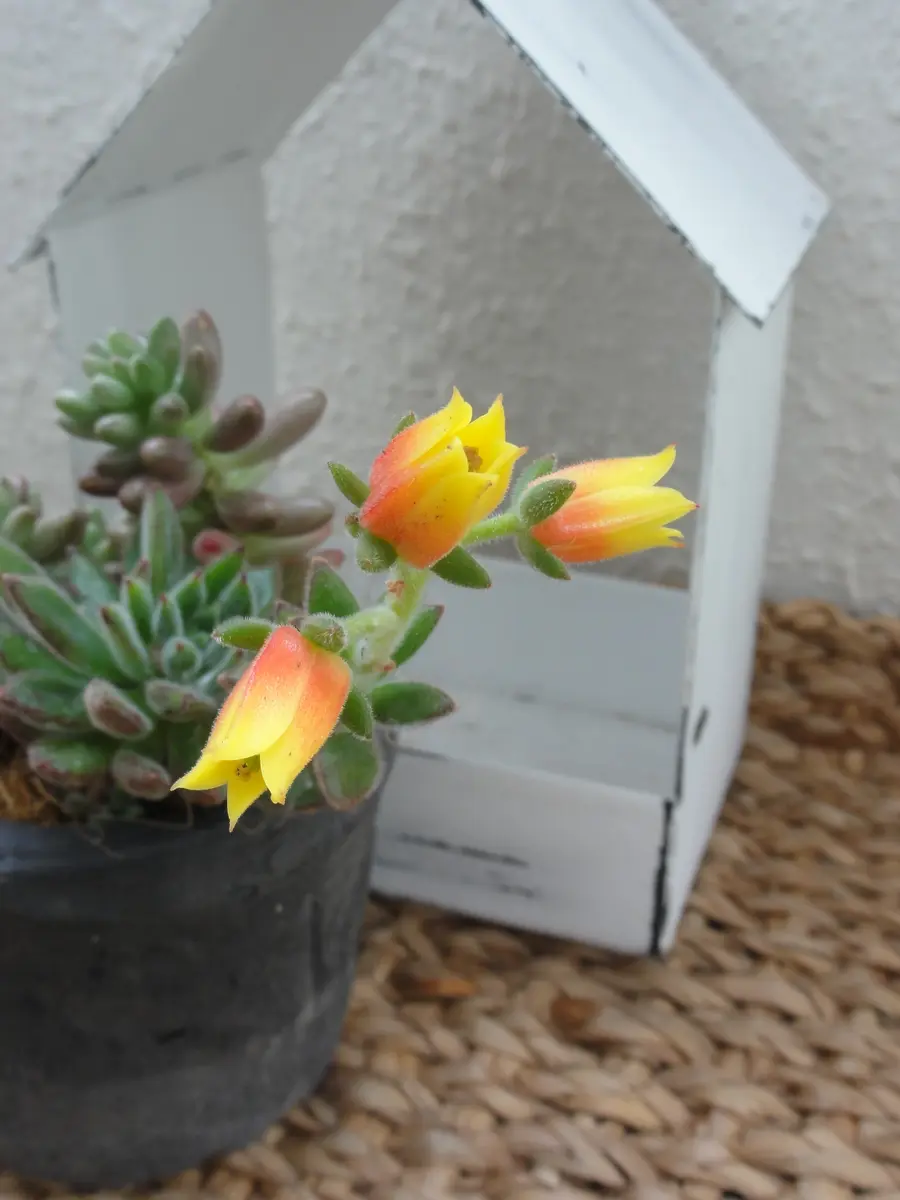 紅輝炎の花「多肉植物No.1」のアルバム-みんなの趣味の園芸1100306