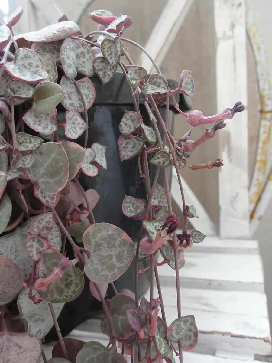 多肉植物✿ハートカズラ このまま誤魔化したくないピンクに色づいたハートカズラ・レディハート