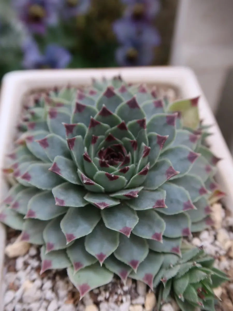 センペルビウム「多肉植物No.1」のアルバム-みんなの趣味の園芸1264706