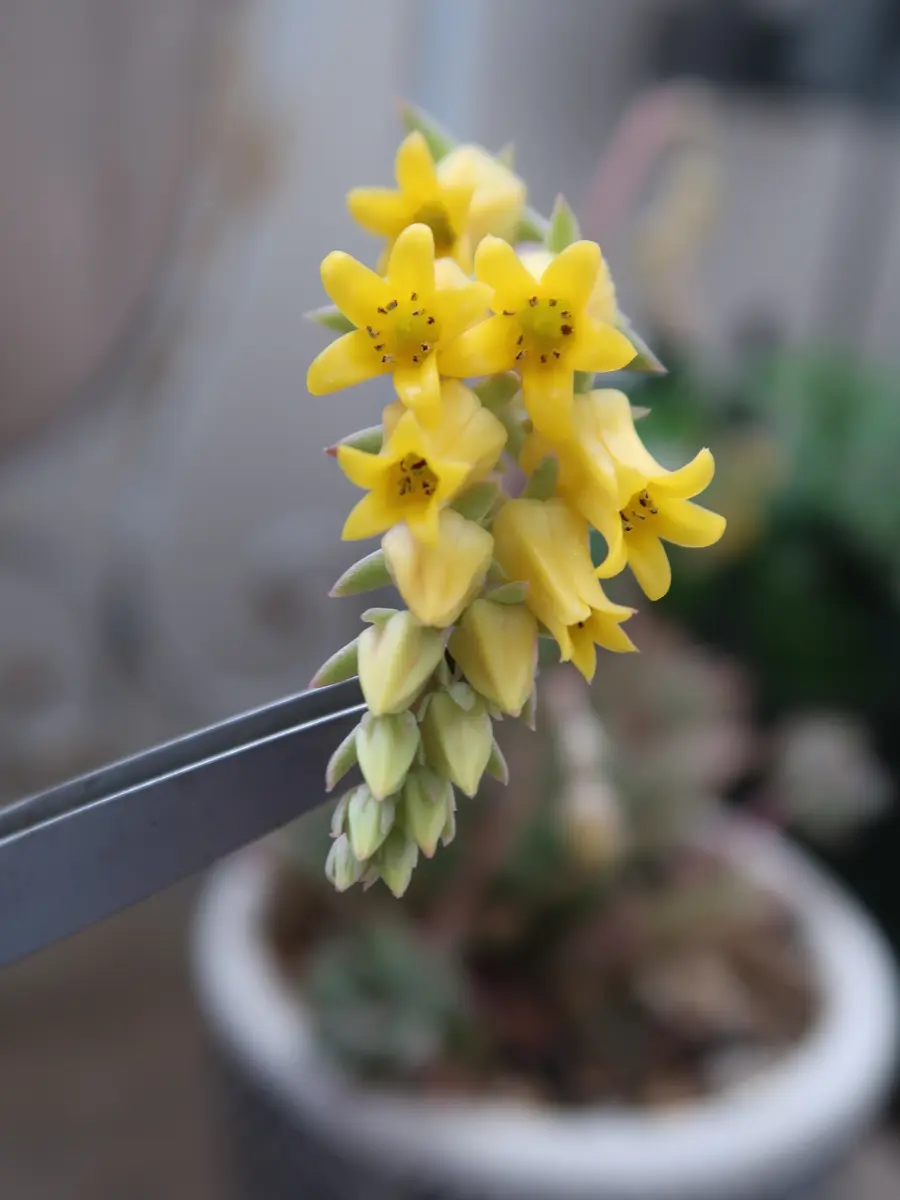 クリスマスイブの花「多肉植物No.1」のアルバム-みんなの趣味の園芸1325937