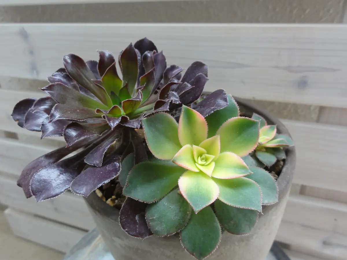 アエオニウム 夕映え キウイ カット苗 多肉植物