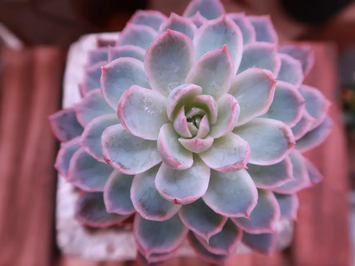 すみれ牡丹「多肉植物No.1」のアルバム-みんなの趣味の園芸1560742