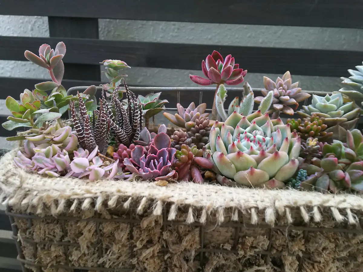 多肉植物十二の巻寄せ植え