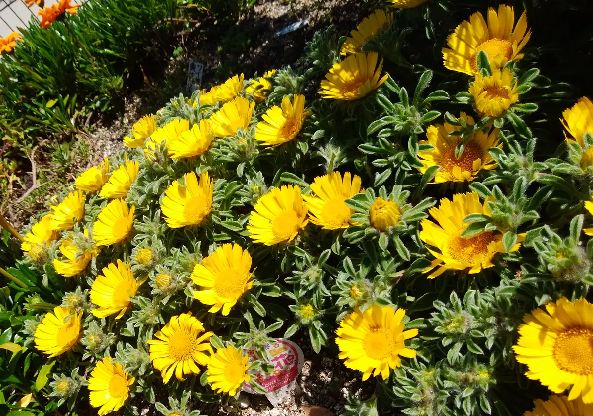 ゴールドコインです。２０２０年５月７...「野間大池公園 花学校」のアルバム-みんなの趣味の園芸1084890