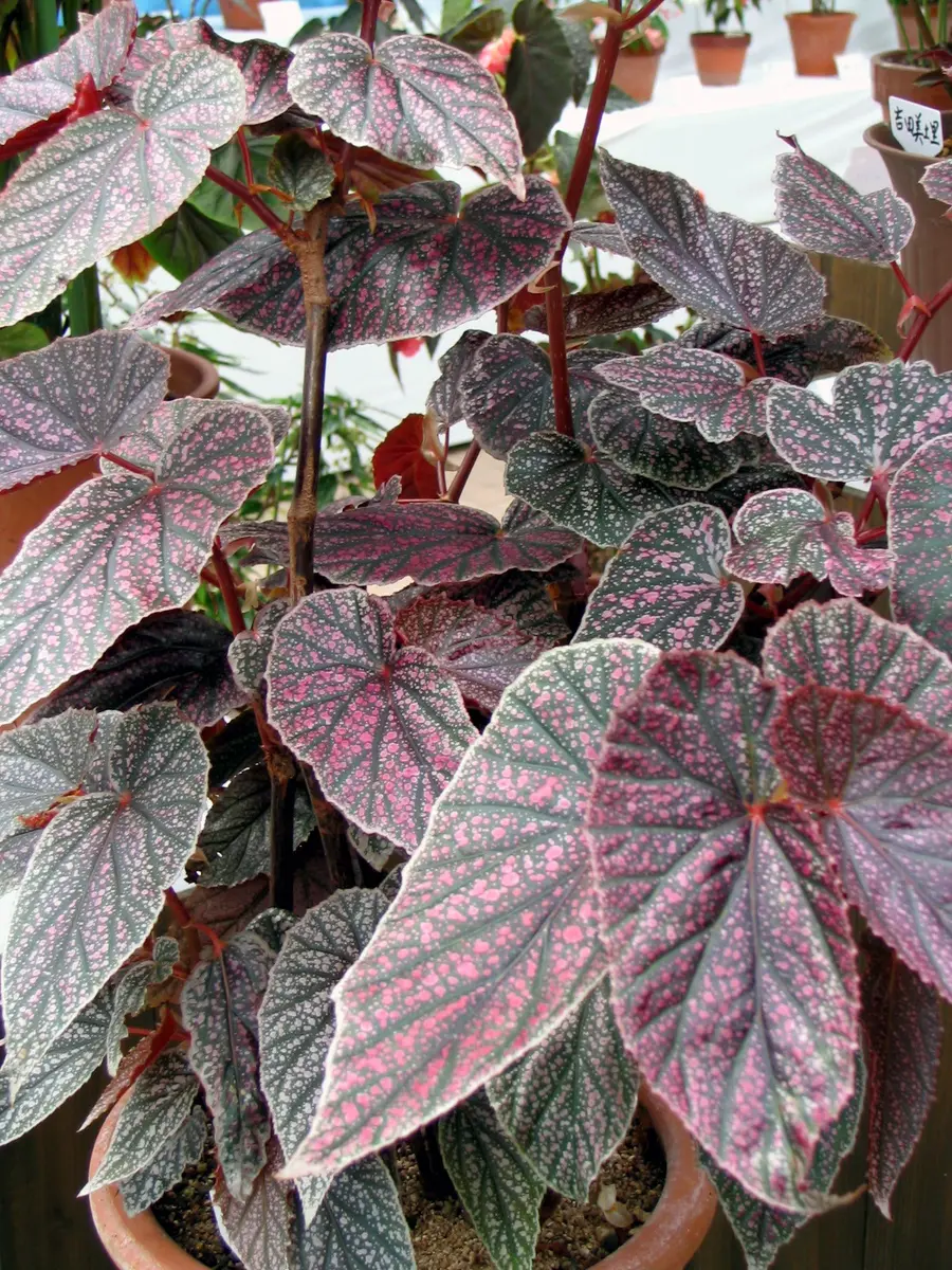 B.モーリス・エイミー 観葉の木立性ベ「木立性ベゴニア」のアルバム