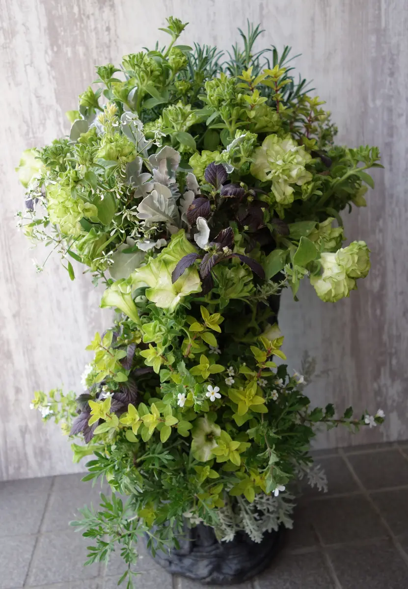 綱木紋のS字スリット鉢に初挑戦。かなり「寄せ植え」のアルバム