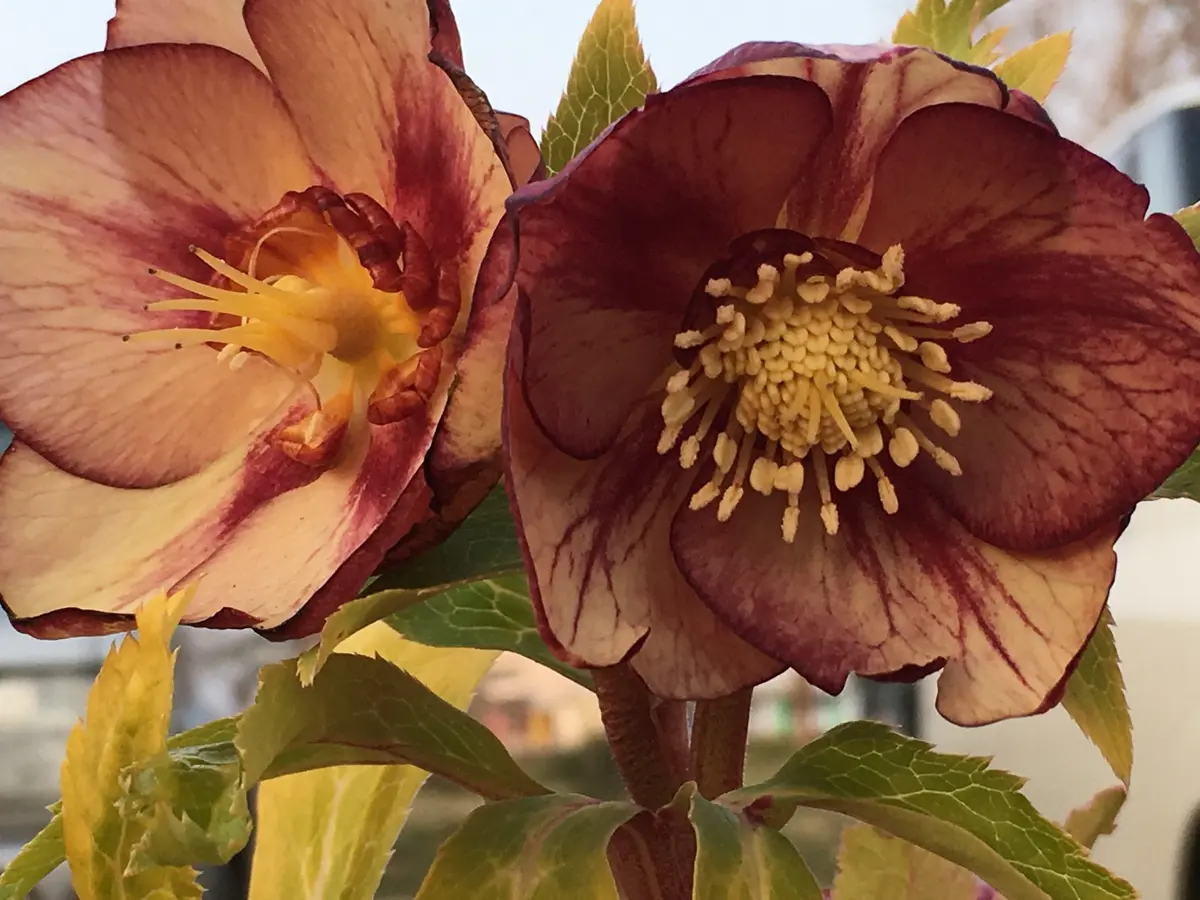 ㉕-123クリスマスローズ クリスマスローズssレッドネオン