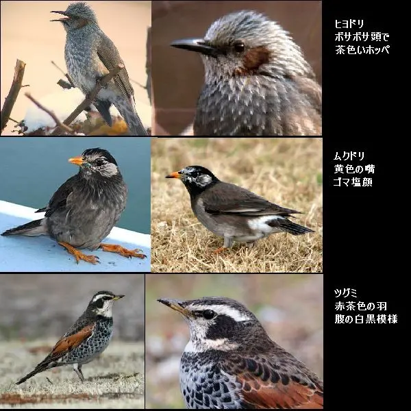 ヒヨドリ、ムクドリ、ツグミの見分け方「野鳥スズメ編」のアルバム