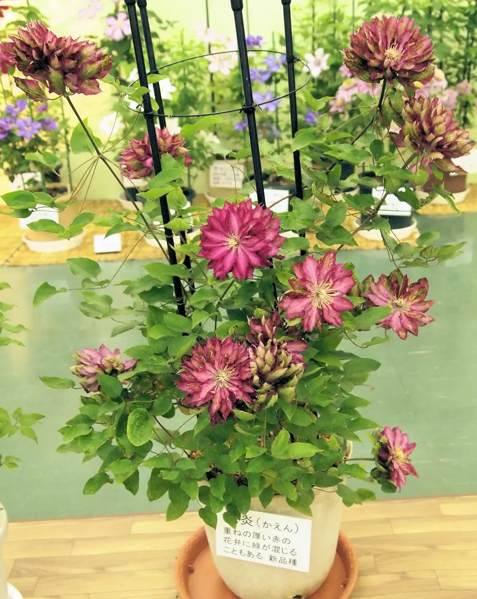 クレマチス：花炎（カエン）3.5号ロングポット（早咲き大輪系