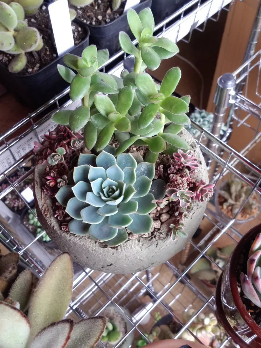 寄せ植えセット　100苗ほど　多肉植物　エケベリア 寄せ植えセット 100苗ほど 多肉植物 エケベリア