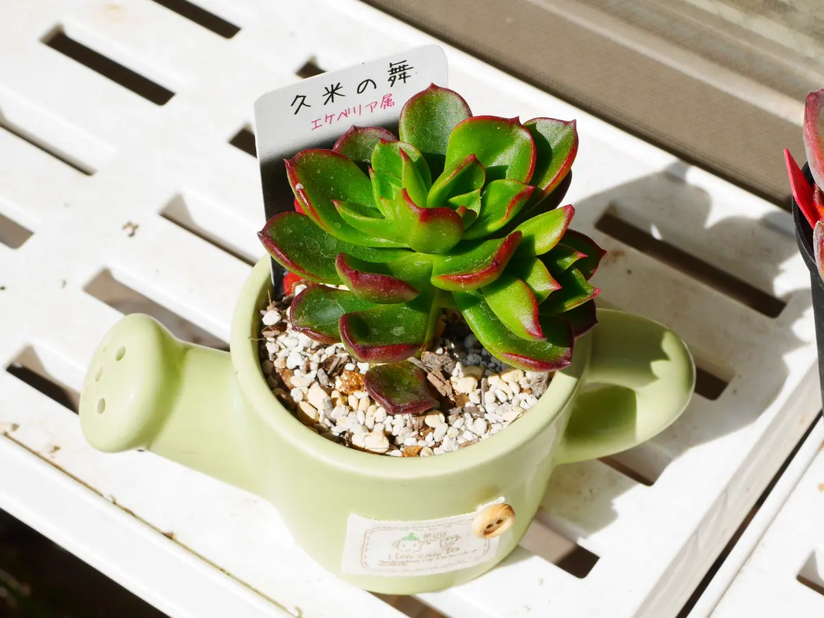 多肉植物 久米の舞♡抜き苗(^○^) 多肉植物 久米の舞♡抜き苗(^○^)