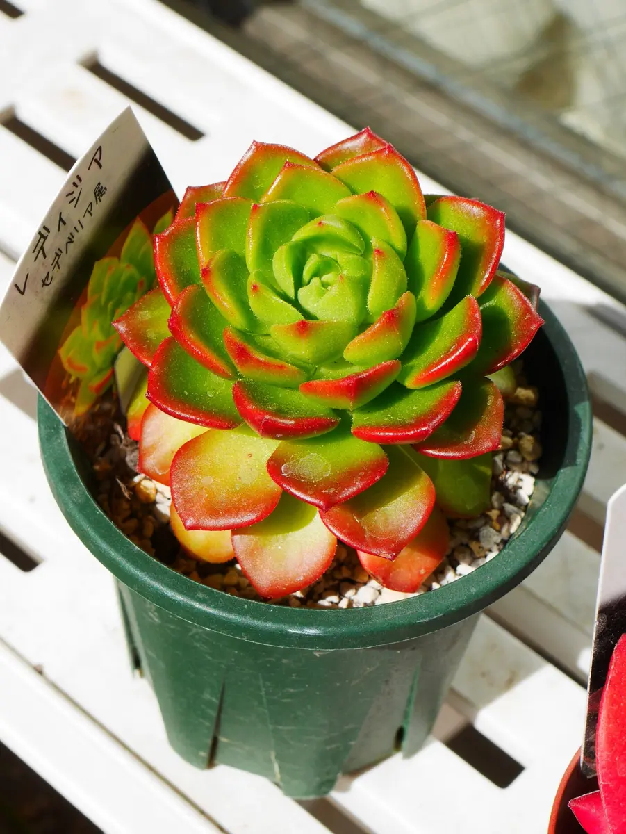 セデベリア レディジアです。 インタ「紅葉最盛期の多肉植物（2016