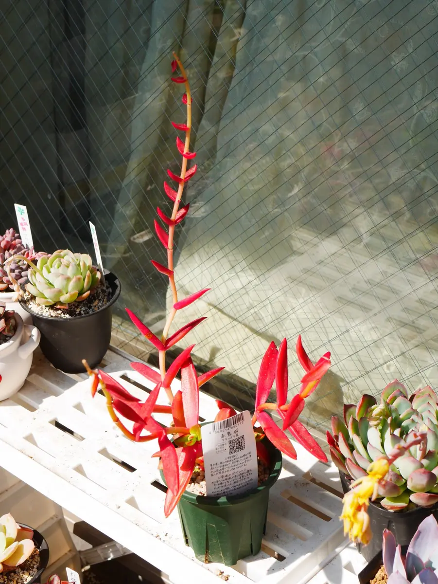 クラッスラ 赤鬼城です。 昨年5月に多「紅葉最盛期の多肉植物（2016