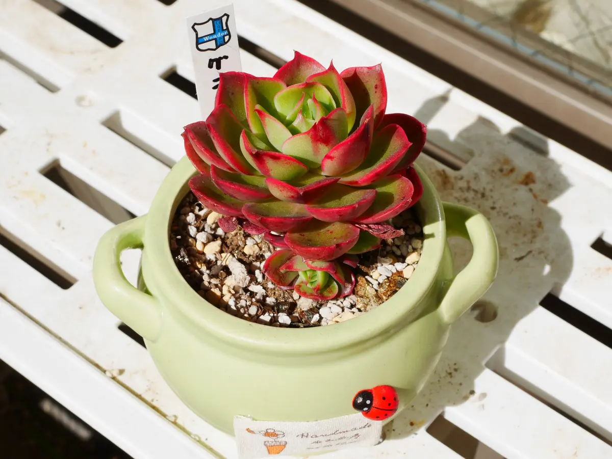 エケベリア グラウス。 一月はじめに「紅葉最盛期の多肉植物（2016