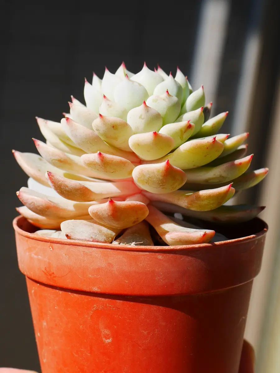 多肉植物 もりもりレモータ♡紅葉開始♪抜き苗 多肉植物 もりもりレモータ♡紅葉開始♪抜き苗 【公式通販】
