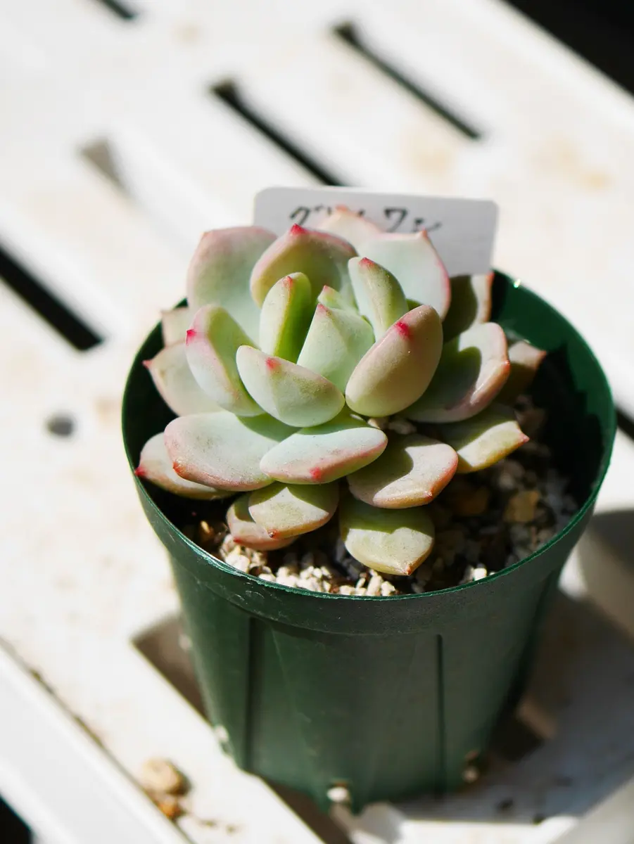 多肉植物　エケベリア　グリムワン　㉑ グリムワン 雑な私の育て方【多肉植物】│はちクラブ