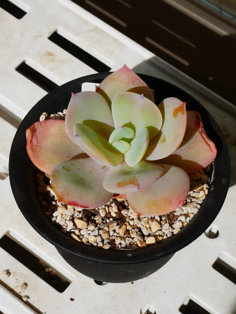 エケベリア 白鳳です。 お迎えした際「紅葉最盛期の多肉植物（2016