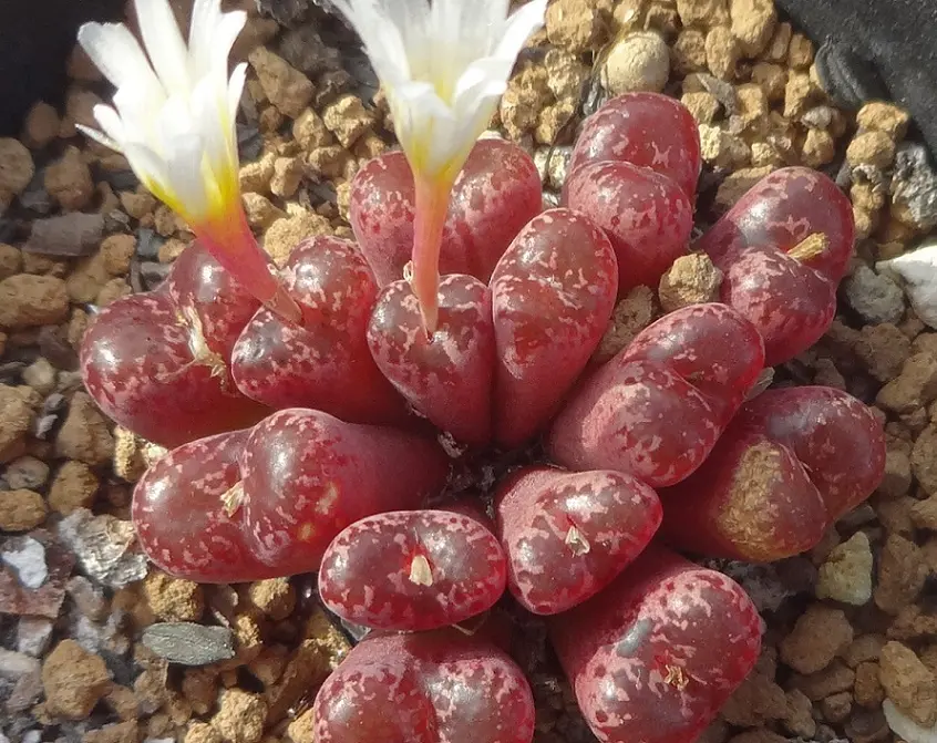 コノフィツム ヤンギ