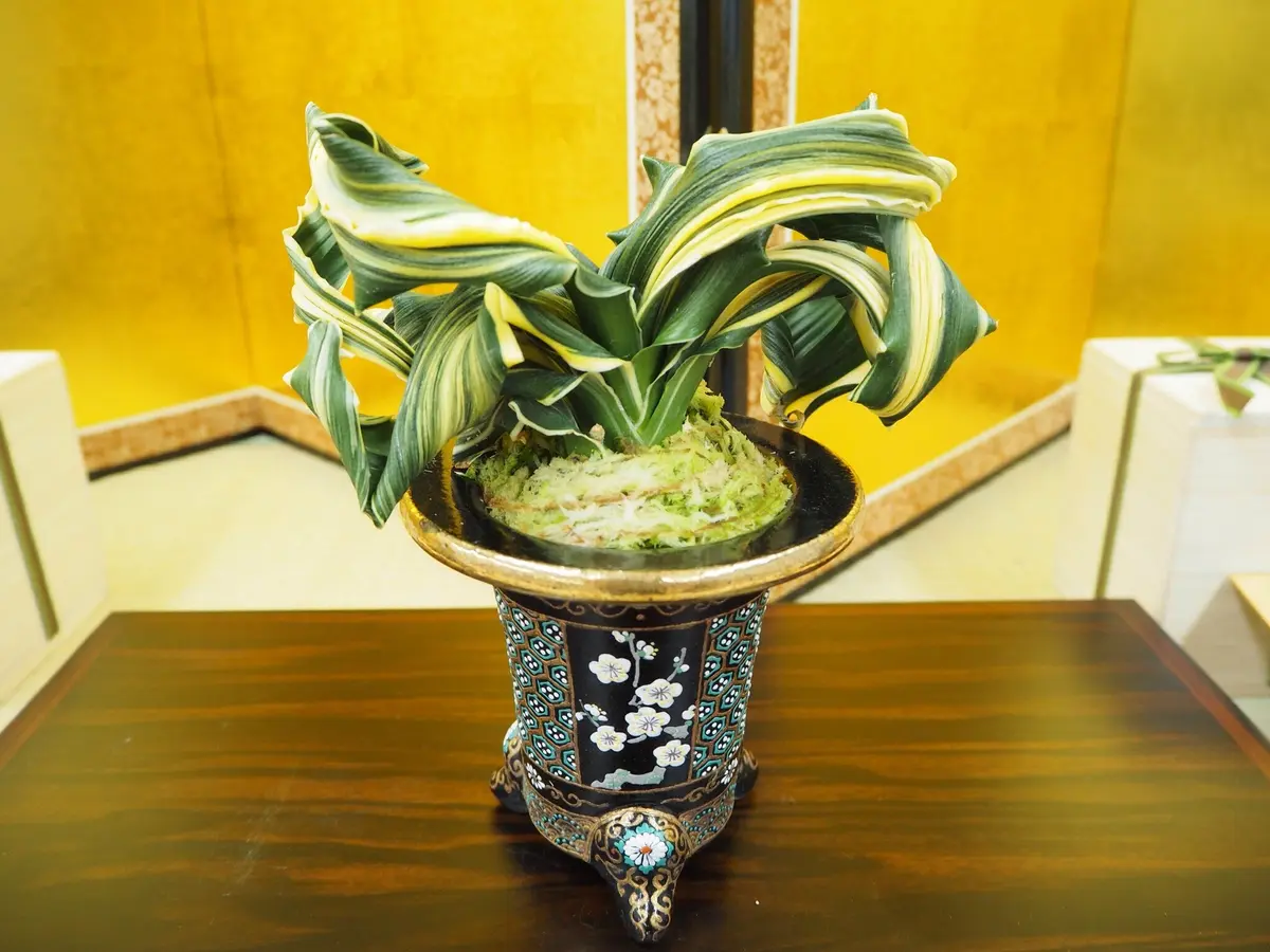 夫婦獅子「オモト展」のアルバム-みんなの趣味の園芸239754