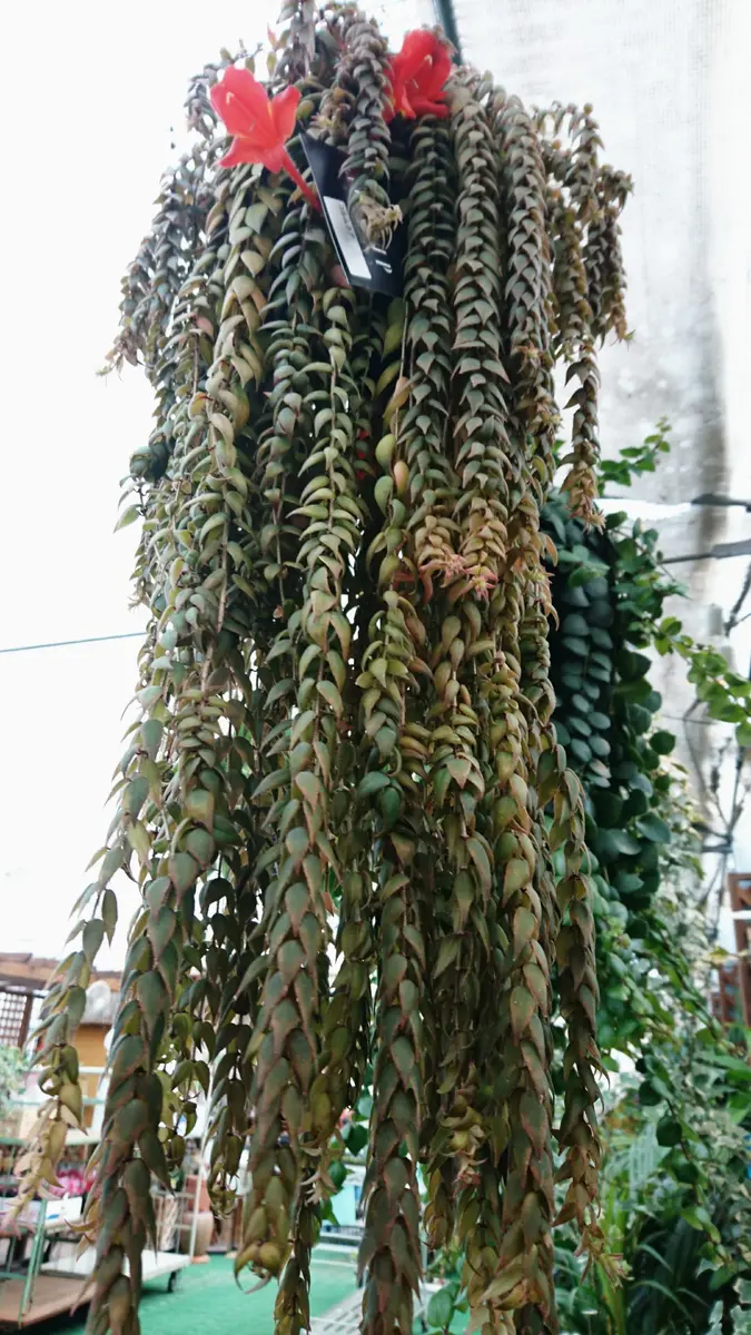 イワタバコ　コルムネア コルムネアの写真-みんなの趣味の園芸370165