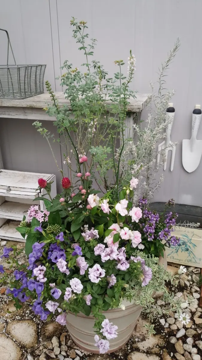 大鉢の寄せ植えこの鉢にずっと植えた「pu2016」のアルバム-みんなの