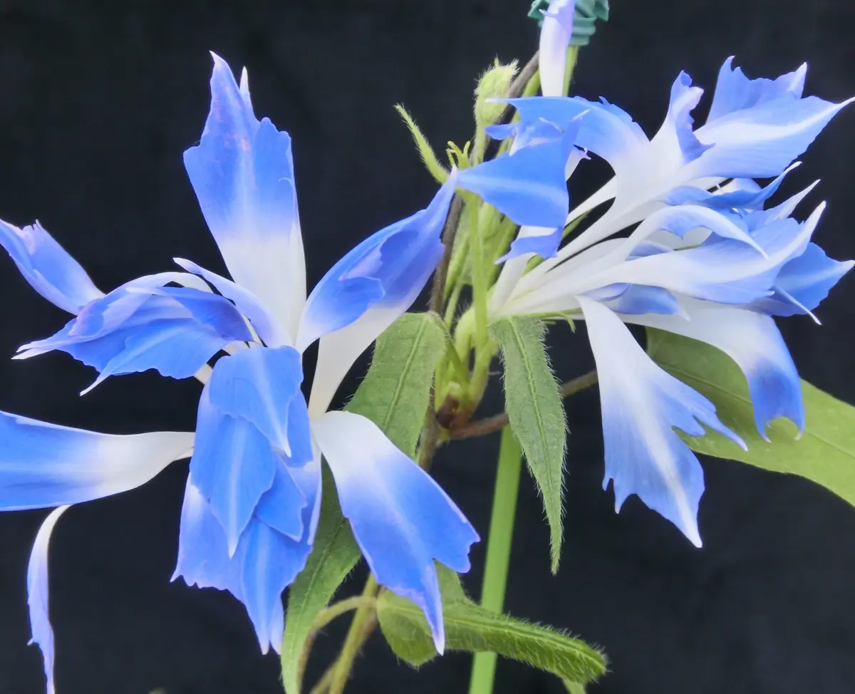 変化朝顔系 統 采咲系統名 前・青「変化朝顔色々・采咲系統」の