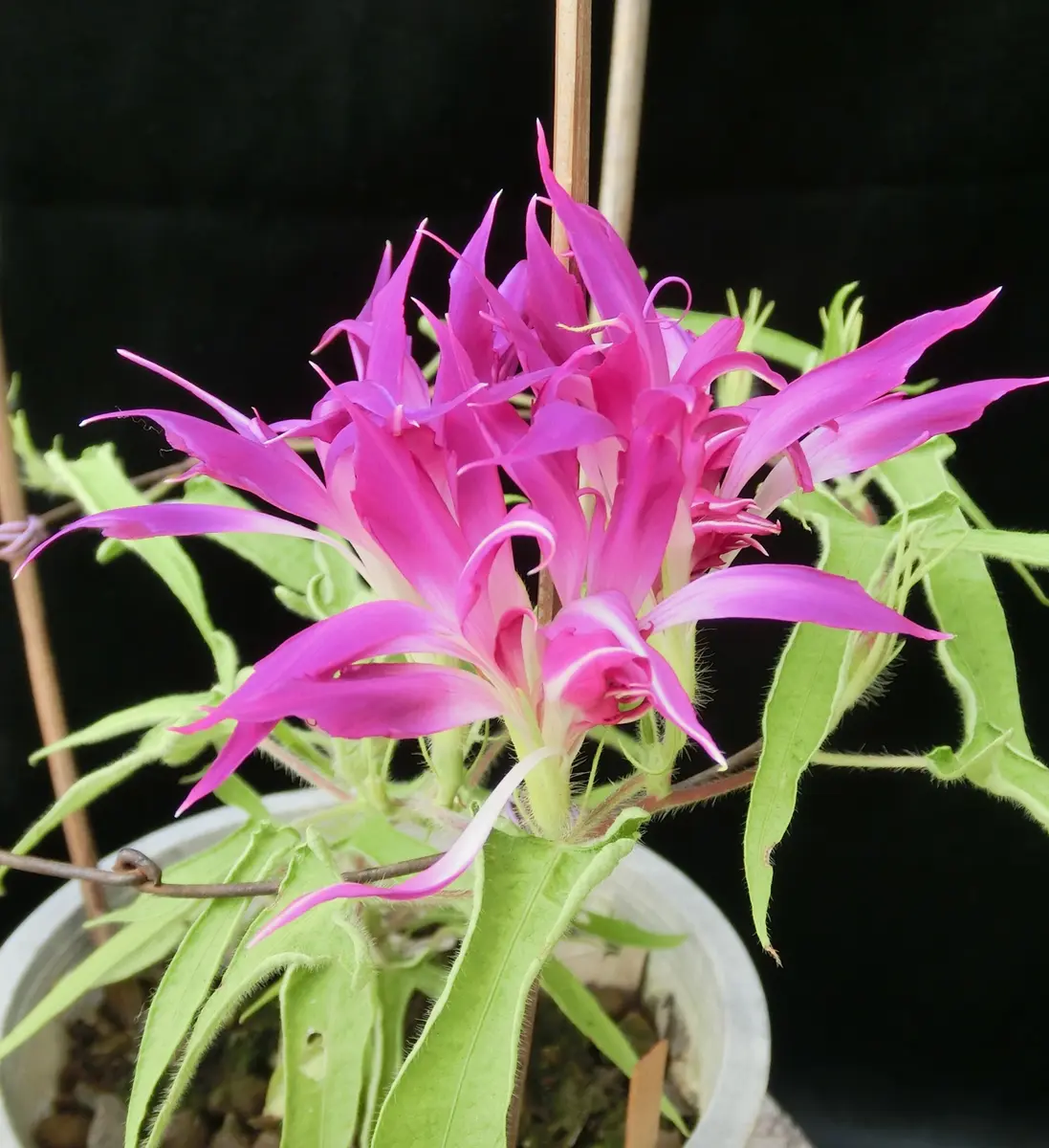 変化朝顔系 統 采咲系統名 前・黄「変化朝顔色々・采咲系統」の