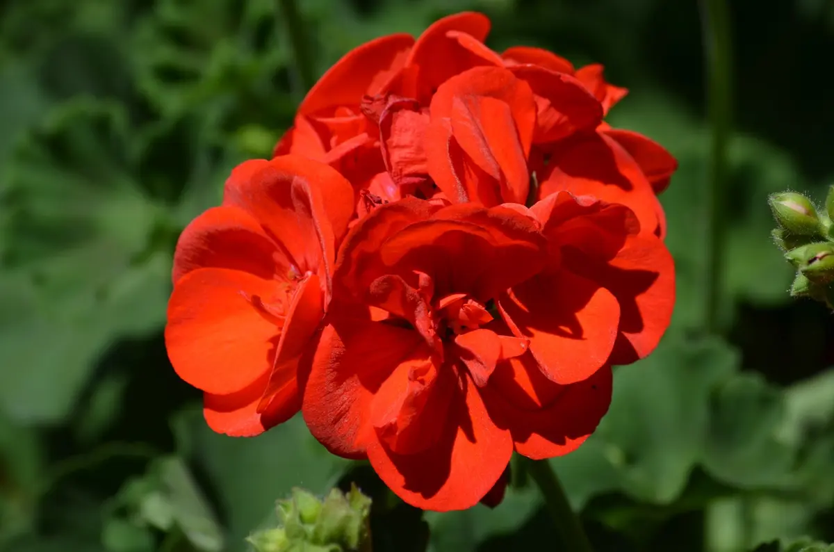 真っ赤な花びらである。真紅とはこのよ「ゼラニウム」のアルバム