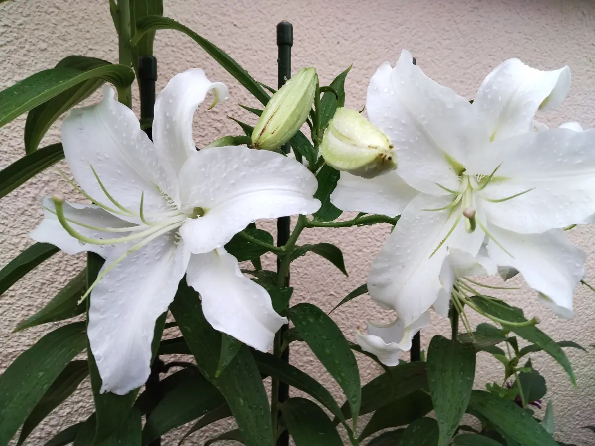 2024.7.14 カサブランカ ユリ科 ユリ...「花壇」のアルバム-みんなの 