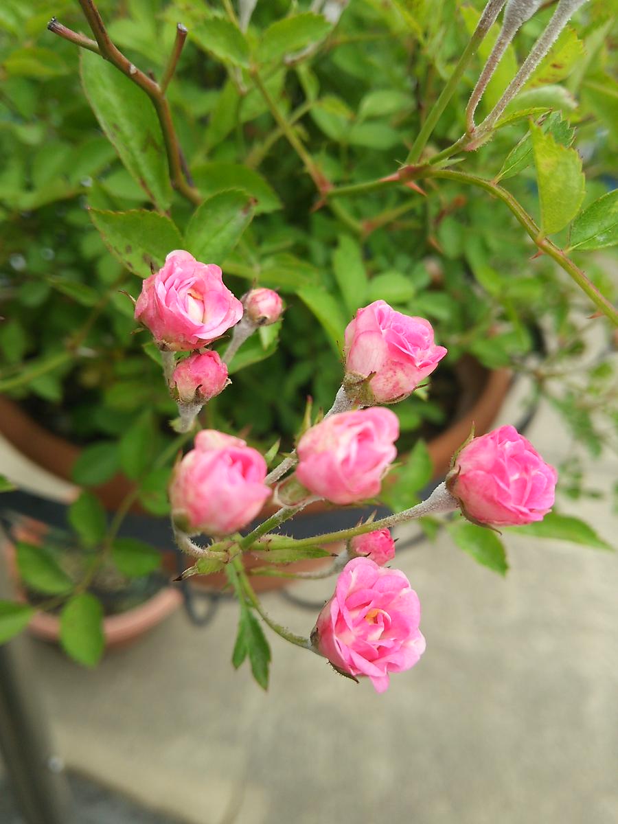 超ミニバラワンダーファイブです🌹ち我が家の薔薇🌹｜アルバム写真