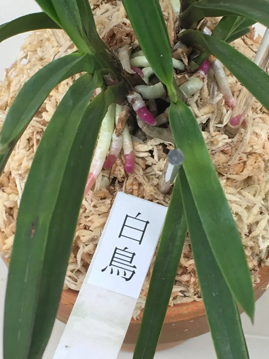 富貴蘭「白鳥」の根。ルビー根です。「フウランの根」のアルバム