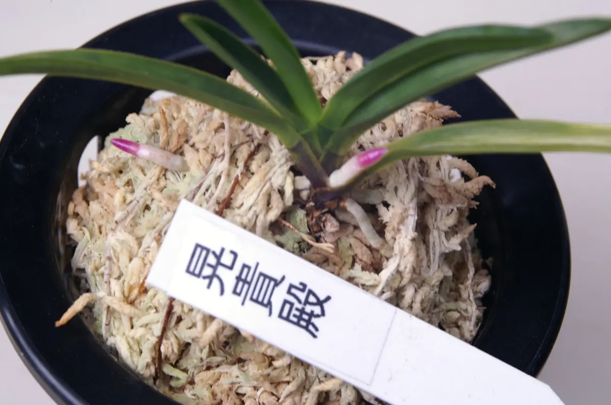 富貴蘭「晃貴殿」の根。ルビー根です。「フウランの根」のアルバム