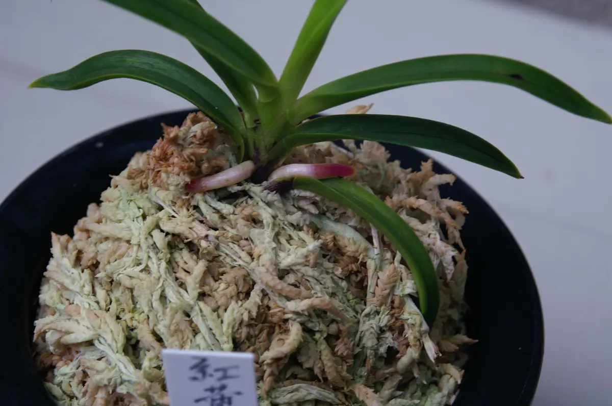 富貴蘭「紅黄金」の根。ルビー根です。「フウランの根」のアルバム