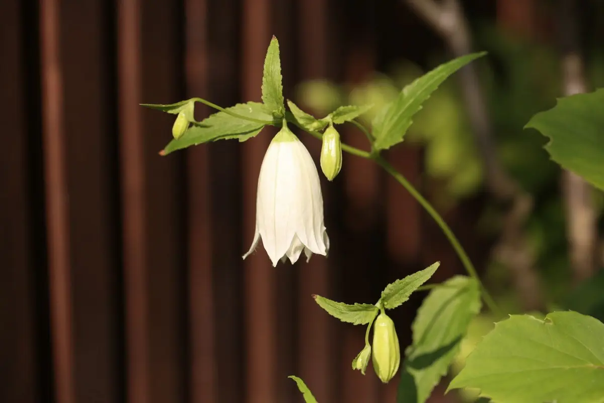 白花八重ホタルブクロ「初夏の山野草」のアルバム-みんなの趣味の園芸