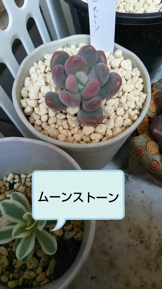 多肉植物パキフィツムムーンストーン「パキフィツム系」のアルバム 