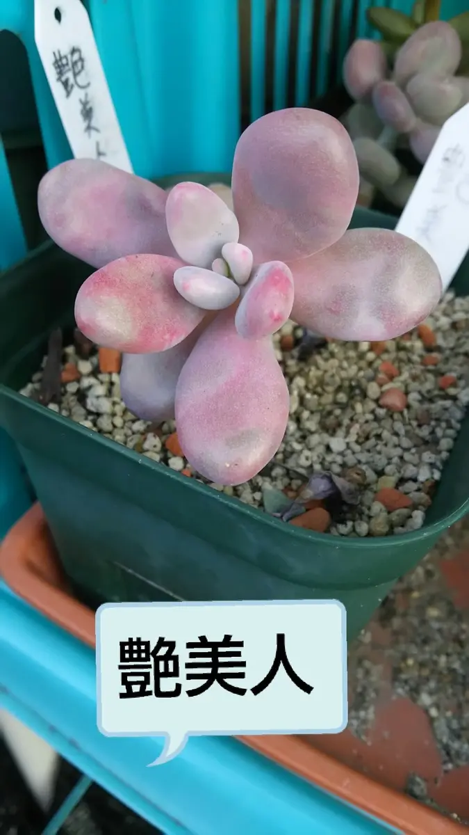 確認用　艶美人錦　多肉植物　パキフィツム 多肉植物パキフィツム艶美人「パキフィツム系」のアルバム-みんなの