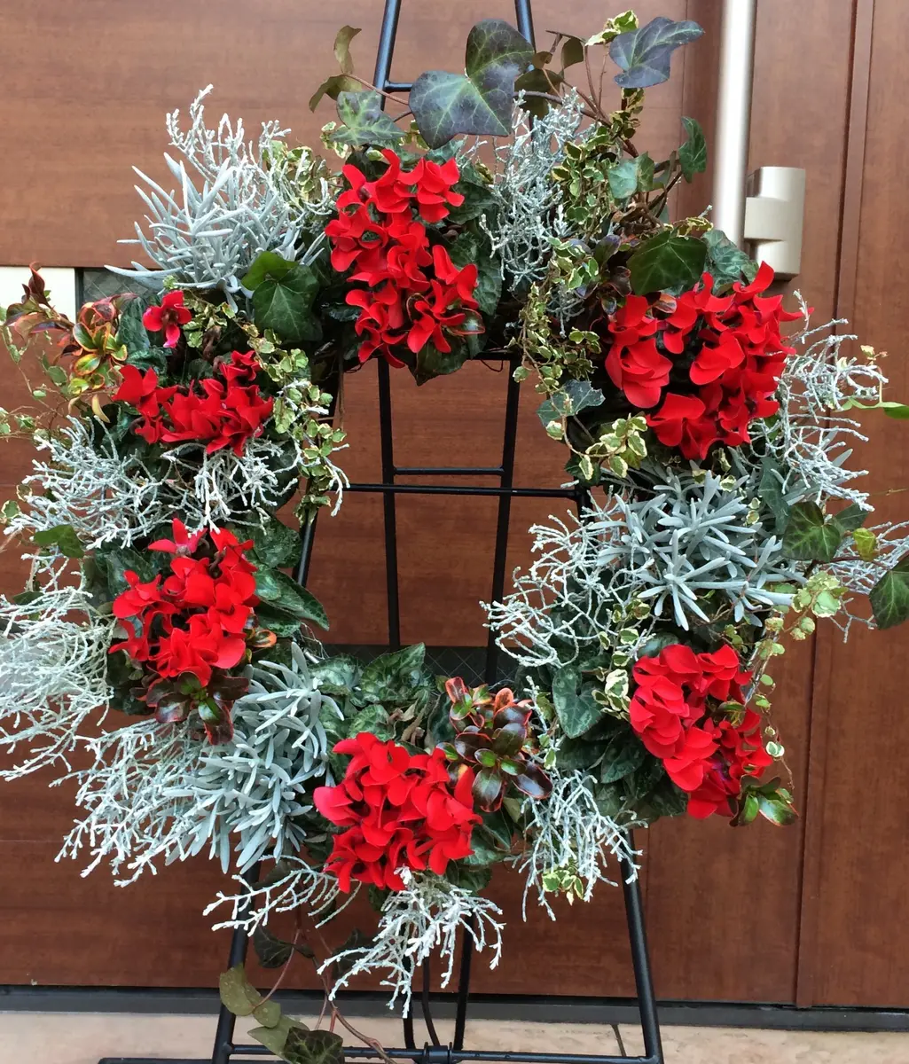 シクラメンでクリスマスリース「寄せ植え」のアルバム-みんなの趣味の園芸362225