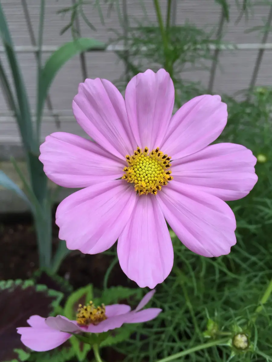 コスモスの花🌸9月下旬撮影🐝一輪一輪を「花」のアルバム-みんなの