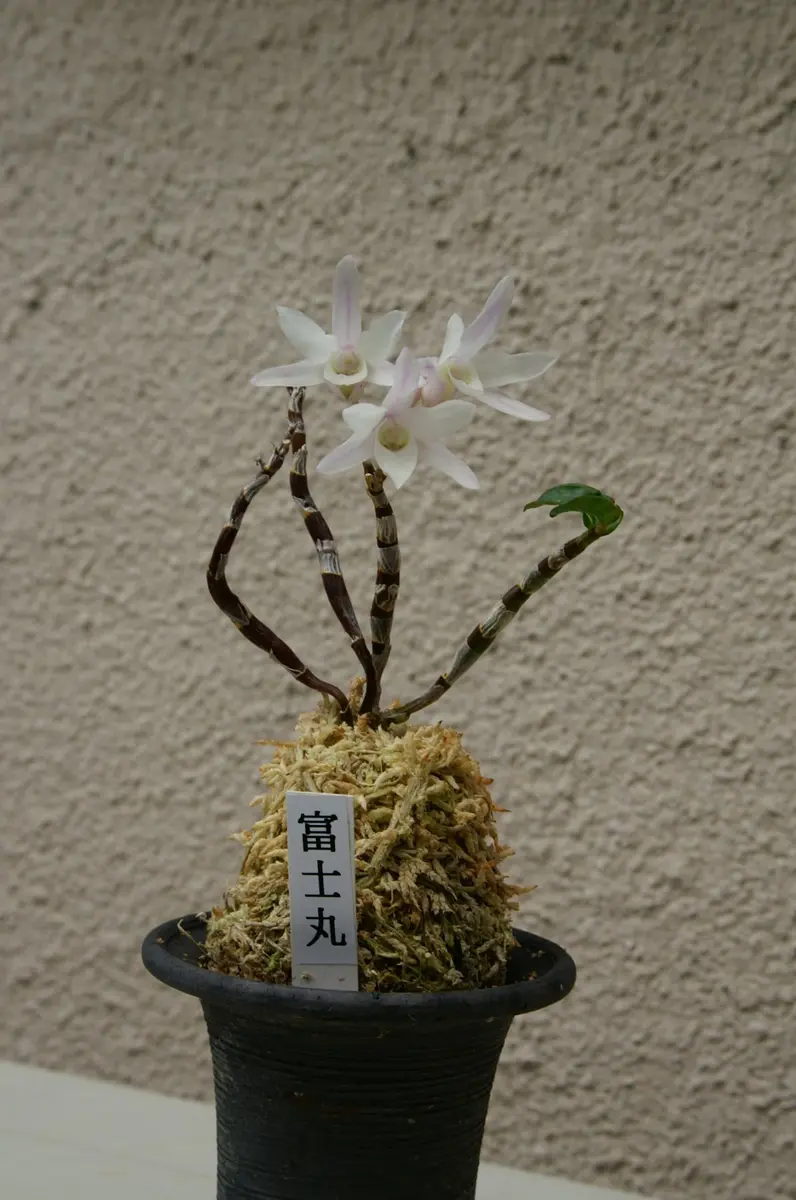 長生蘭「富士丸」です。くねくね軸が面「セッコク」のアルバム
