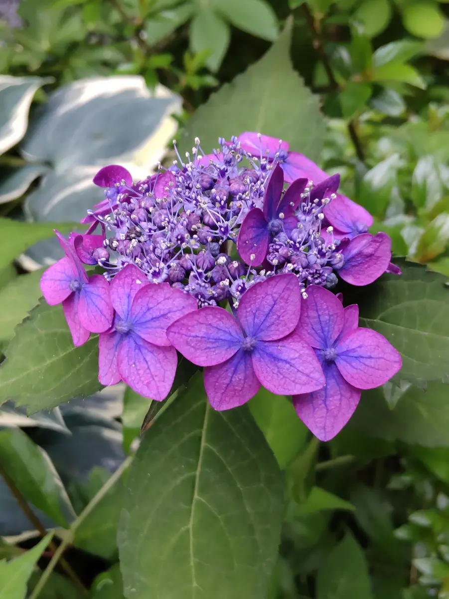 ヤマアジサイ七変化2024/05/23「紫陽花」のアルバム-みんなの趣味の