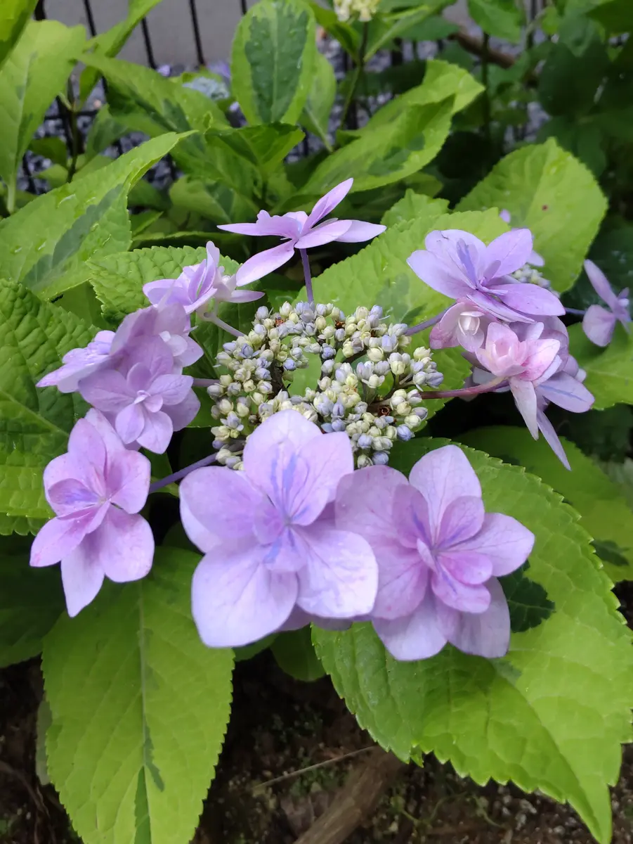 覆輪城ヶ崎2025/06/18「紫陽花」のアルバム-みんなの趣味の園芸2495184