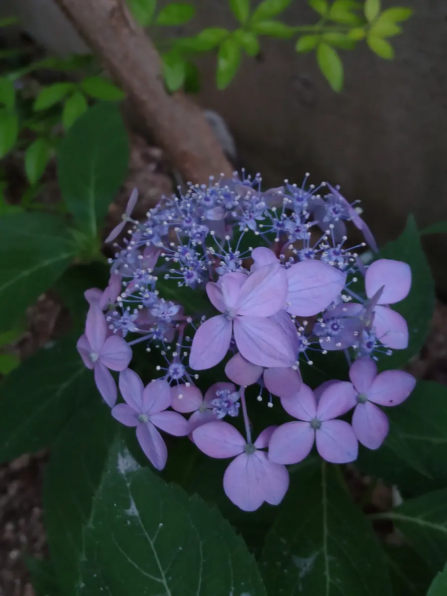 満天星今年は薄紫で咲きました。地植え「紫陽花」のアルバム