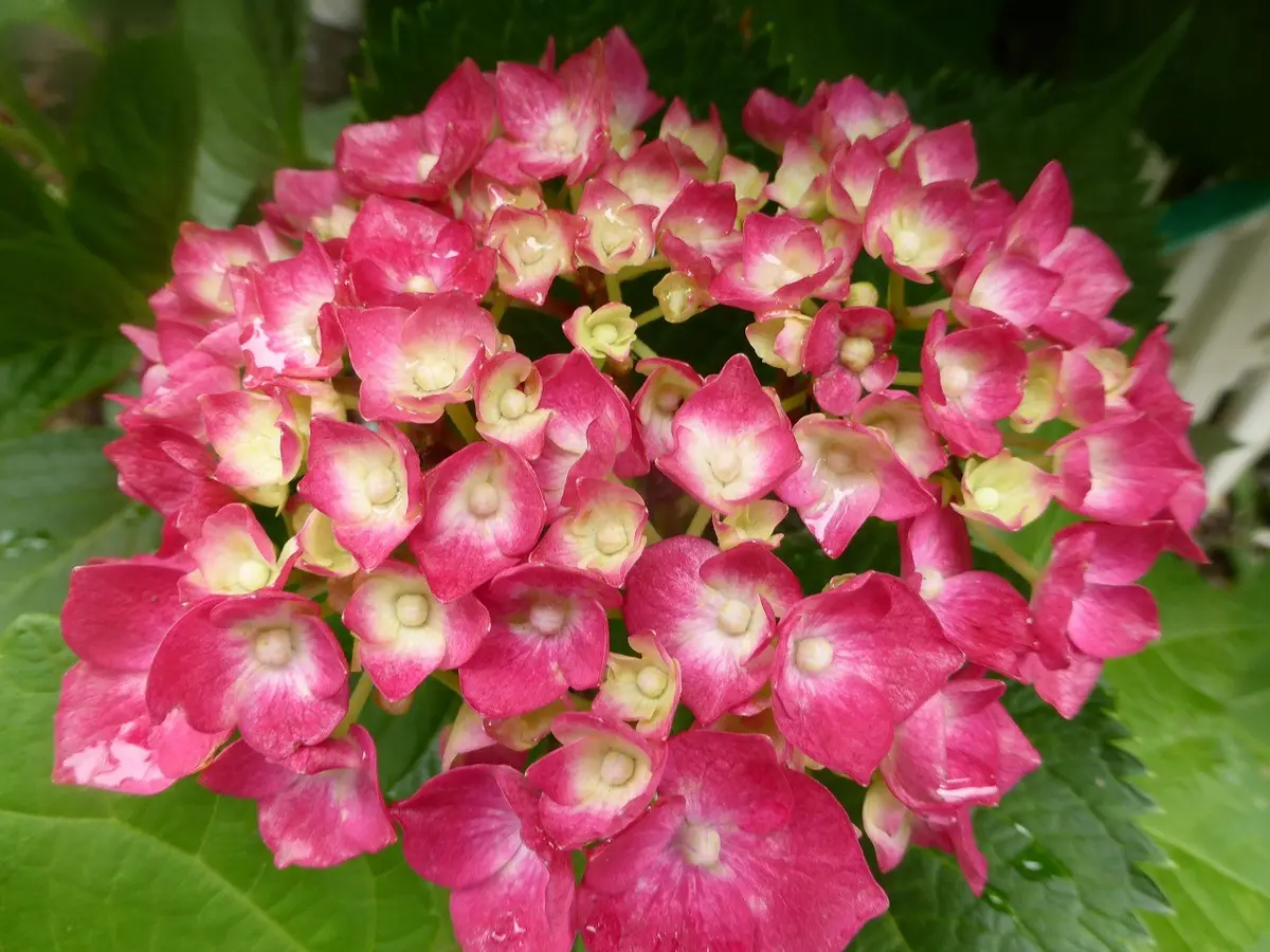 西洋アジサイ。「6月の花。」のアルバム-みんなの趣味の園芸287460