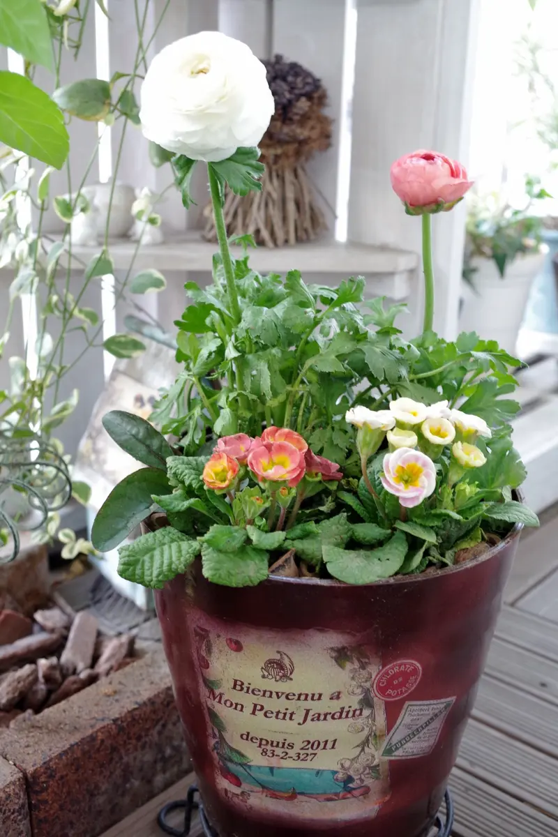 寄せ植え＞ラナンキュラス、プリムラ「寄せ植え」のアルバム