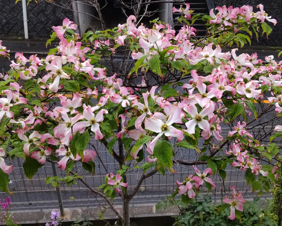 ハナミズキ　アップルブロッサム　樹高H1.4m ハナミズキ アップルブロッサム 樹高H1.4m - メルカリ