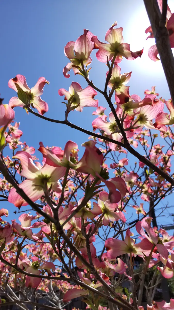 ハナミズキアップルブロッサム2023/04「樹木」のアルバム-みんなの趣味