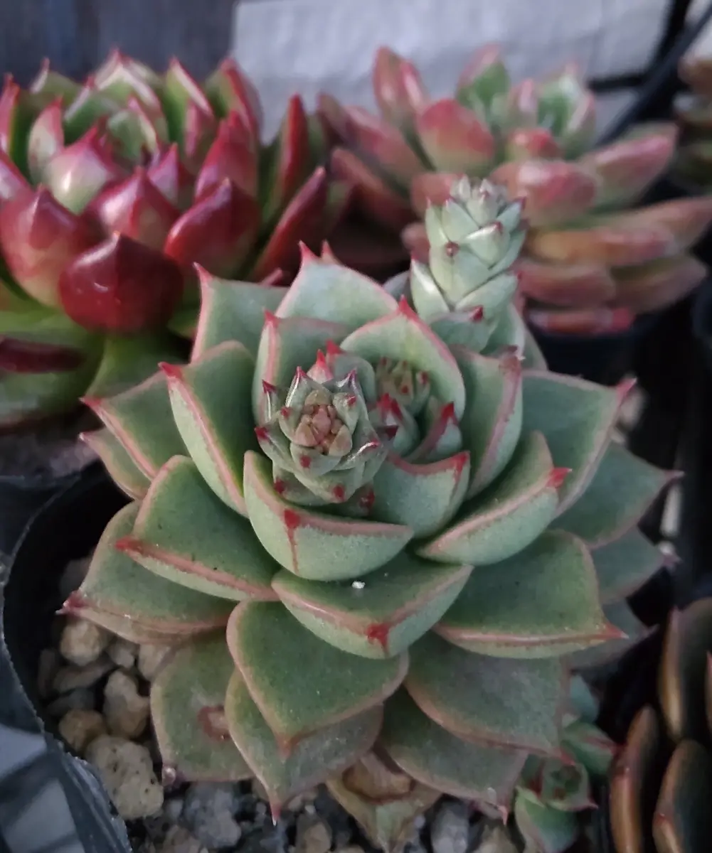エケベリアファビオラおチビがにょ～「多肉植物」のアルバム