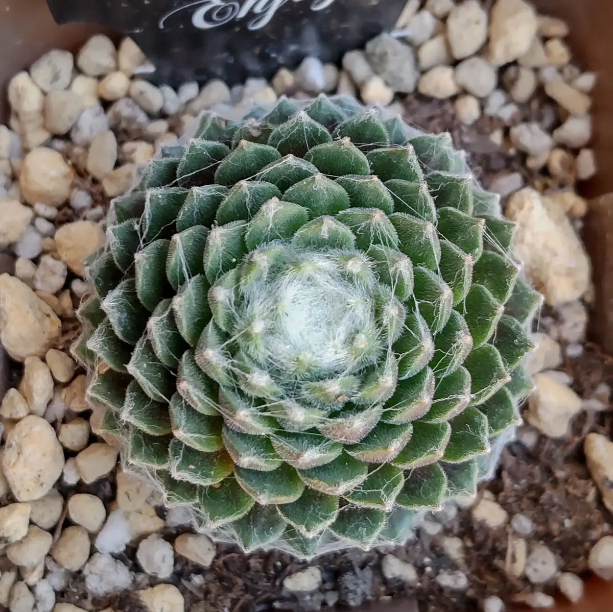 センペルビウムフォレストフロスト大「多肉植物」のアルバム