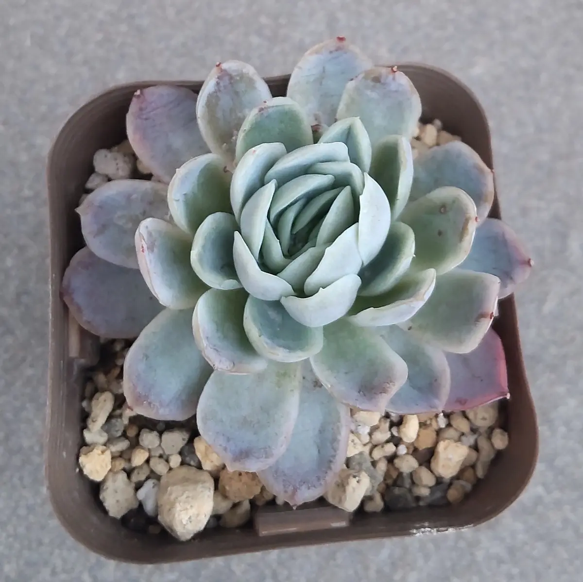 100均のエケベリアエレガンス系？2024「多肉植物」のアルバム