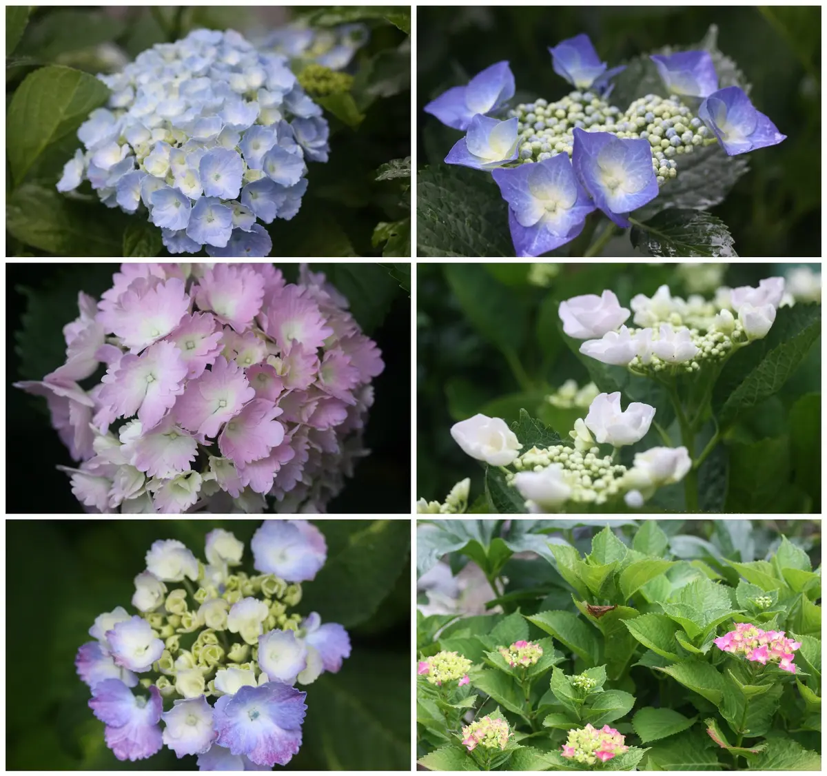 ハイドランジア 名無しの4A機種 | Hydrangea macrophylla メルカリ